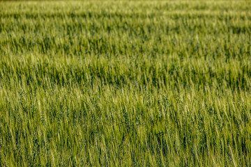 endless fields of crop ready for harvest in countryside