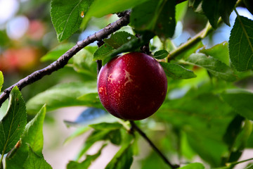 Red plum fruits on branch with green leaves growing in the garden
