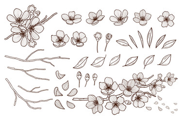 Hand drawn spring flowers blossoming set. Sakura flowers,buds, leaves and branches isolated on white background.Cherry ,plums,apple tree blossom elements bundle . Vector illustration. - 277381790