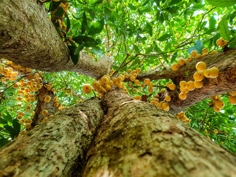 Under view, Thai fruit rambeh on the rambi tree