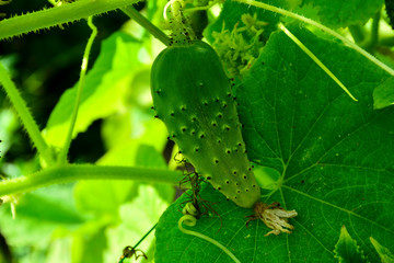 Illuminated by the sun bed of cucumbers. Ripe green cucumbers in the garden. Growing cucumbers in open beds near the house. Independent farming. Home agribusiness.