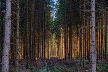 dark scary forest of pine and spruce tree with sun shining at the end of the valley
