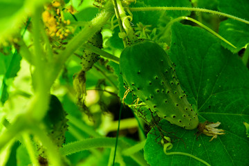 Illuminated by the sun bed of cucumbers. Ripe green cucumbers in the garden. Growing cucumbers in open beds near the house. Independent farming. Home agribusiness.
