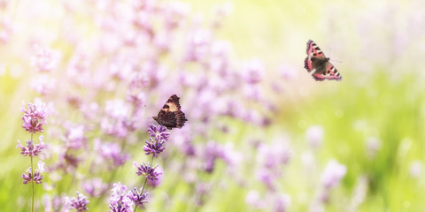 Wild lavender flowers with butterfly in a meadow in nature with rays of sunlight at summer or spring time. Macro of flower and two butterflies background. Soft focus, wide panoramic banner