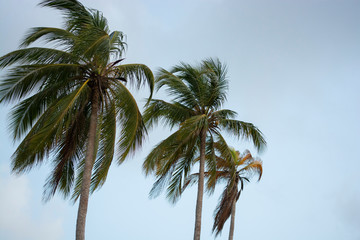 Obraz na płótnie Canvas palmeras de playa en cielo azul