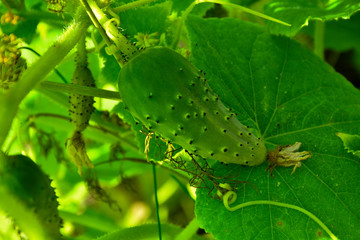 Illuminated by the sun bed of cucumbers. Ripe green cucumbers in the garden. Growing cucumbers in open beds near the house. Independent farming. Home agribusiness.