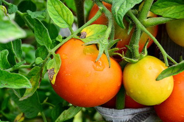 Ripe red and uripe tomatoes growing on the garden bed. The tomatoes on a branch.