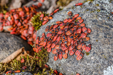 small red beatles nesting on the rocks in summer. Pyrrhocoris apterus - obrazy, fototapety, plakaty