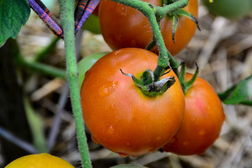 Ripe red and uripe tomatoes growing on the garden bed. The tomatoes on a branch.