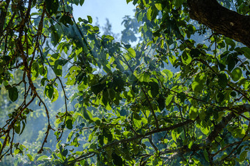 sun rays in smoke shining through apple tree branches in summer evening