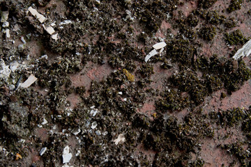 Metal surface covered with moss. Rusted metal texture background