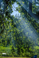 Plakat sun rays in smoke shining through apple tree branches in summer evening