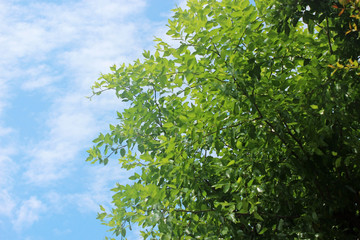 푸른나무잎