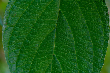 green leaves on blur background. vegetation foliage abstract