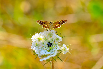 Closeup   beautiful butterfly sitting on flower.