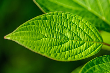 green leaves on blur background. vegetation foliage abstract