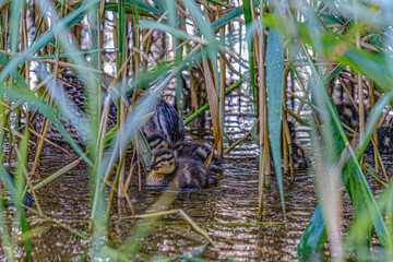 mother duck with small ducklings swimming in river lake water between water lilies