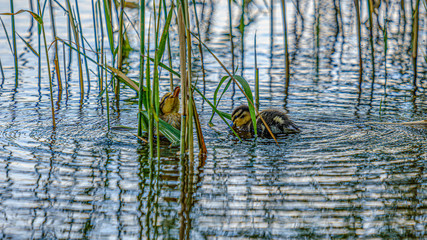 mother duck with small ducklings swimming in river lake water between water lilies
