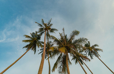 coconut tress with vibrant warm light against blue sky background