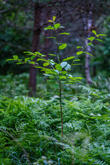 summer forest lush with green folaige vegetation, tree branches and leaves