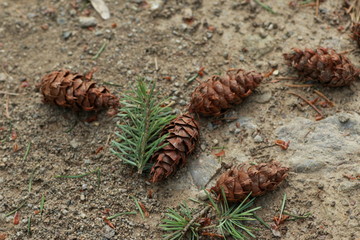 Pommes de pin jonchant le sol