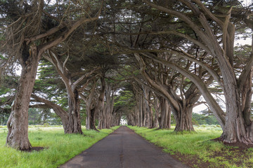 Stunning Cypress Tree Tunnel at Point Reyes National Seashore, California, United States. Fairytale trees in the beautiful day near San Francisco, USA