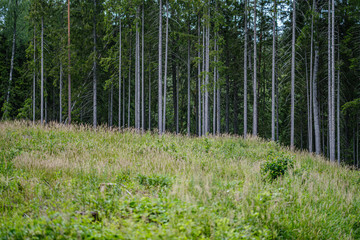 tree trunks on a dark green blur background in forest in summer