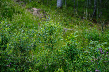 Fototapeta na wymiar summer forest lush with green folaige vegetation, tree branches and leaves
