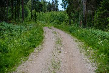 romantic gravel dirt road in countryside in summer green evening