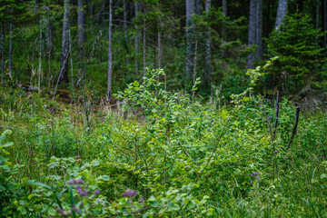 summer forest lush with green folaige vegetation, tree branches and leaves