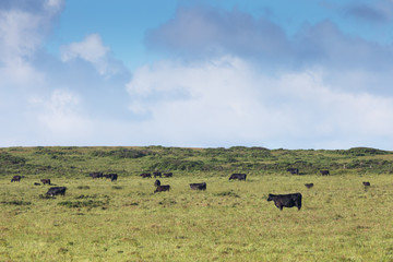 Cows in a grassy field on a bright and sunny day in California, USA.