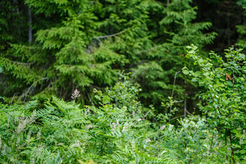 summer forest lush with green folaige vegetation, tree branches and leaves