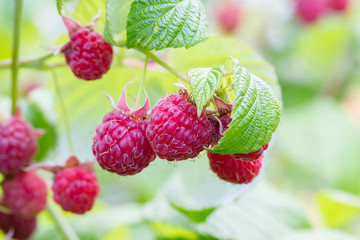 Red raspberry ripened on a branch with leaves. Ripe delicious red raspberry berries in nature. Raspberry branch with berries and leaves