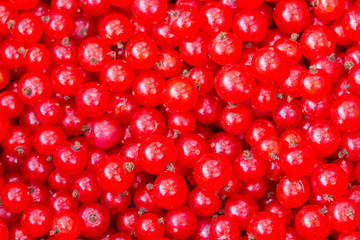 Berries redcurrant close-up, background wallpaper banner. Red ripe currant berries, farm fruits and berries harvest. Raw materials for jam and compote