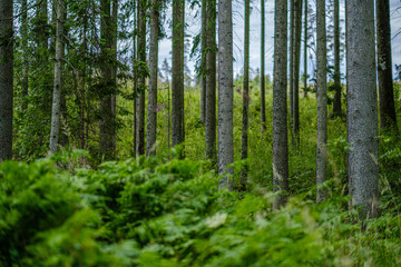 tree trunks on a dark green blur background in forest in summer