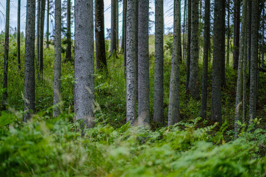 Tree Trunks On A Dark Green Blur Background In Forest In Summer