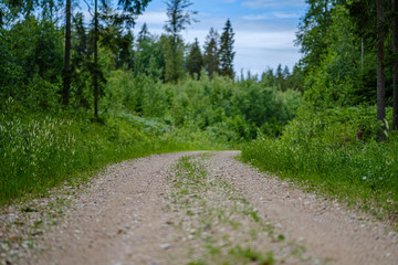 Fototapeta premium romantic gravel dirt road in countryside in summer green evening