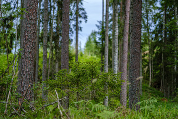 summer forest lush with green folaige vegetation, tree branches and leaves