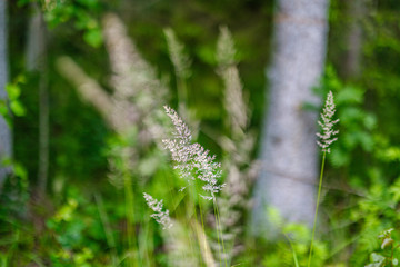 summer forest lush with green folaige vegetation, tree branches and leaves