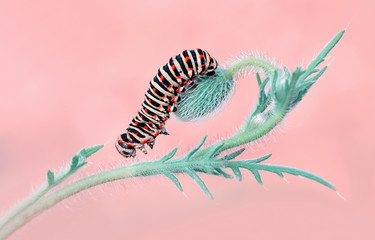 Beautiful   Сaterpillar of swallowtail - Stock Image