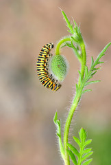 Beautiful   Сaterpillar of swallowtail - Stock Image