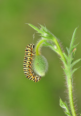Beautiful   Сaterpillar of swallowtail - Stock Image