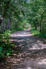 Obraz premium romantic gravel dirt road in countryside in summer green evening