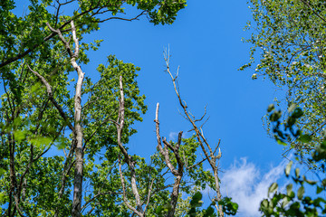 tree trunks on a dark green blur background in forest in summer