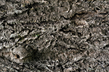 texture of natural wood bark in close up