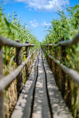 wooden plank footh path boardwalk in green foliage sourroundings