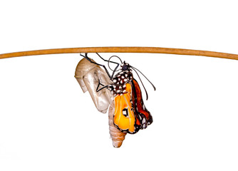 Amazing moment ,Monarch Butterfly , caterpillar, pupa and emerging with clipping path.