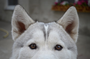 Husky, Husky Eyes
