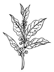 Laurel branch (Laurus nobilis L.), bay leaf, spice for cooking, black and white contact drawing.