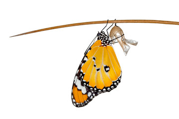 Obraz premium Amazing moment ,Monarch Butterfly , caterpillar, pupa and emerging with clipping path.